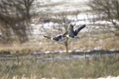 Greylag Geese in Flight