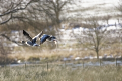 Greylag Geese in Flight