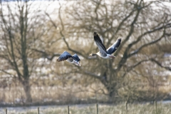 Greylag Geese in Flight