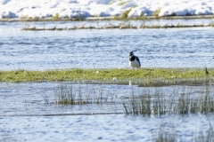 Lapwing