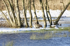 Egyptian Geese