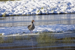 Greylag Goose