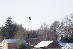 Kestrel in Flight