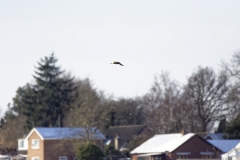 Kestrel in Flight