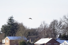 Kestrel in Flight