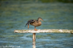 Female Mallard on Post Rail in Water Lifting Leg Side View