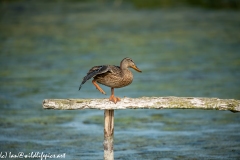 Female Mallard on Post Rail in Water Lifting Leg Side View