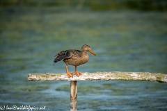 Female Mallard on Post Rail in Water Side View