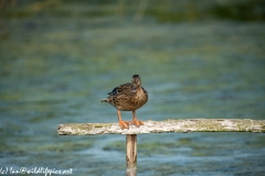 Female Mallard on Post Rail in Water Front View