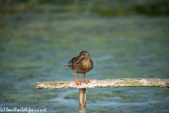 Female Mallard on Post Rail in Water Front View