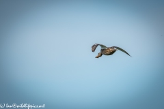 Female Shoveler Duck in Flight Back View