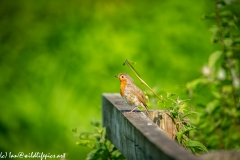 Young or Old Robin on Fence Rail Side View