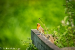 Young or Old Robin on Fence Rail Side View