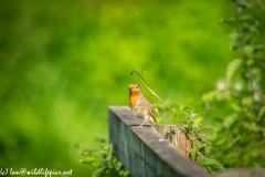 Young or Old Robin on Fence Rail Side View