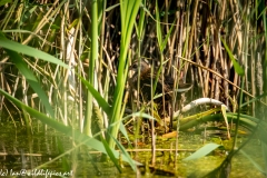 Water Rail in Reads Side View