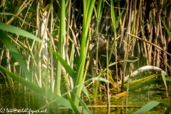 Water Rail in Reads Side View