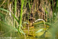 Water Rail in Reads Side View