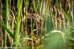 Water Rail in Reads Cleaning Back View