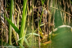 Water Rail in Reads Cleaning Back View