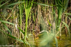 Water Rail in Reads Side View