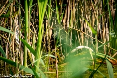 Water Rail in Reads Back View