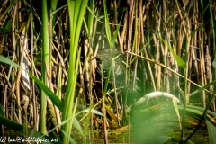 Water Rail in Reads Wing Up Back View