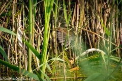 Water Rail in Reads Wing Up Back View