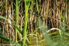 Water Rail in Reads Back View