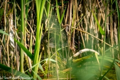 Water Rail in Reads Back View