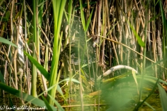 Water Rail in Reads Cleaning Back View