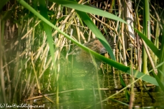 Water Rail in Reads Side View