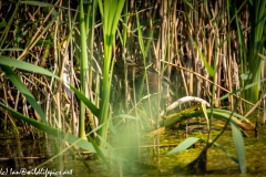 Water Rail in Reads Side View