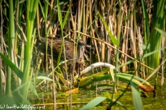 Water Rail in Reads Side View