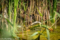 Water Rail in Reads Side View