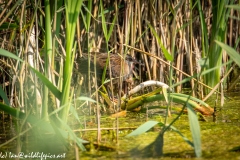 Water Rail in Reads Side View