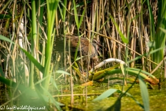 Water Rail in Reads Side View