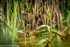 Water Rail in Reads Side View