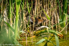 Water Rail in Reads Side View