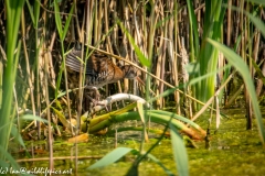 Water Rail in Reads Side View