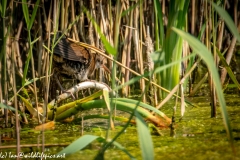 Water Rail in Reads Back View