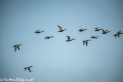 Mallard Ducks in Flight Side View