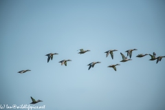 Mallard Ducks in Flight Side View