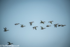 Mallard Ducks in Flight Side View