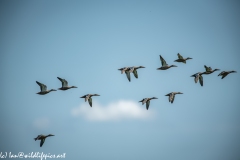 Mallard Ducks in Flight Side View