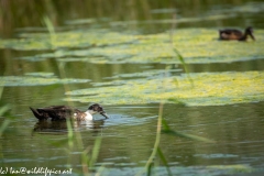 Black & White Duck Water Side View