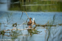 Male Mallard on Branches in Water Cleaning Front View