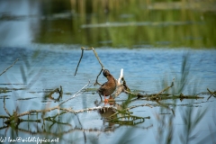 Male Mallard on Branches in Water Cleaning Front View