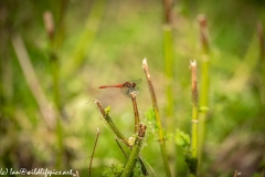 Red Dragonfly on Broken Read Side View