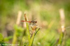 Red Dragonfly on Broken Read Side View