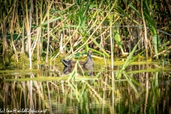 Young Coot on Water Side View